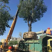 باغبانی طراحی باغچه گل درخت فضای سبز با چک مدت دار