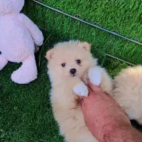 واگذاری سگ پامرانین شیتزو اسکاتیش بریتیش