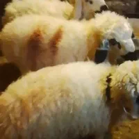 3عدد بره ماده