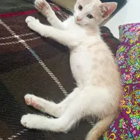 گربه خانگی کاملان دستی رایگان