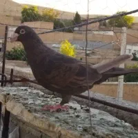 کبوتر پلاکی|پرنده|شیراز, داریون|دیوار