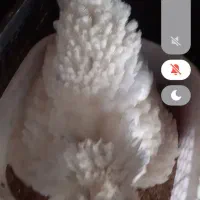 تخم مرغ نطفه دار گلین