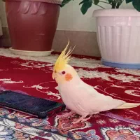 عروس هلندی سخنگو