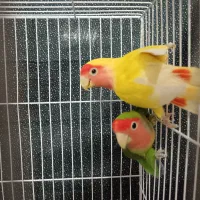 جفت کوتوله صورت هلویی|پرنده|مشهد, حجت|دیوار