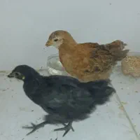 دو عدد جوجه کردی