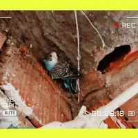 مرغ عشق|پرنده|بم, |دیوار