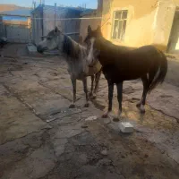 فروش.کره.بامادیون