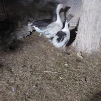 غاز|حیوانات مزرعه|امیدیه, |دیوار