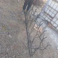 تولیدی شاخ گوزنی|خدمات پیشه و مهارت|دماوند, دماوند|دیوار