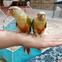 طوطی گرینچیک آناناسی