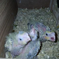 جوجه عروس هلندی سرلاکی  بهترین  نژاد|پرنده|شوشتر, |دیوار