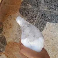 کبوتر طوقی شیش دونگ|پرنده|سوق, |دیوار