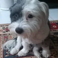 واگذاری سگ ماده شیتزویرتر