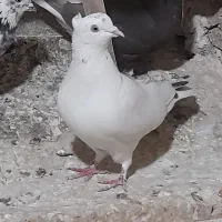 کفتر یا کبوتر پرشی رو بلندی|پرنده|قرچک, زیبا شهر|دیوار