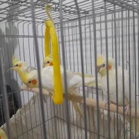 عروس هلندی|پرنده|بروجرد, |دیوار