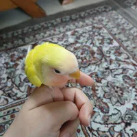 جفت کوتوله برزیلی سرهلویی و یک عدد طوطی ملنگو