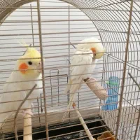 پرنده|پرنده|قائن, |دیوار
