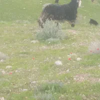 دوبر (بهده )روزگاری۳۰میلیون تومان