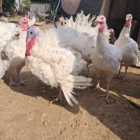 بوقلمون وخروس