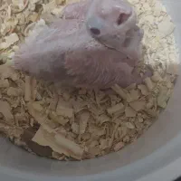 جوجه عروس هلندی آلبینو|پرنده|تربت جام, امام|دیوار