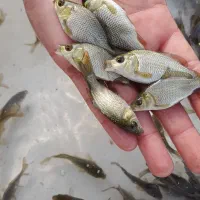 بچه ماهی کپور|ماهی|رشت, ترمینال|دیوار