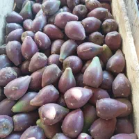 انجیرکاکتوس و دانه اشک روباه