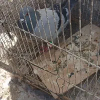 کفتر|پرنده|چناران, |دیوار