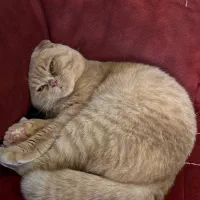 واگذاری گربه با تمام وسایل|گربه|آبادان, |دیوار