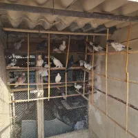 کبوتر درجه ۱