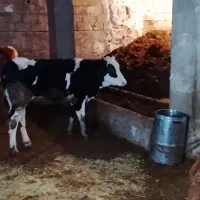 گوساله سمینتال|حیوانات مزرعه|دهگلان, |دیوار