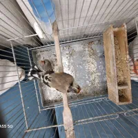 سهره دورگ و کرمونی|پرنده|شیراز, بازار|دیوار