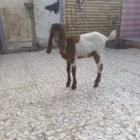 بره نر وبزافقانی