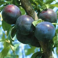 نهالستان سبز نهال رشد یوسف جوادی|عمدهفروشی|میاندوآب, |دیوار