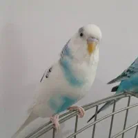 مرغعشق.سالموسرحال.کاملااهلی|پرنده|اردبیل, |دیوار