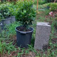 یاس هلندی گلدان ۱۲