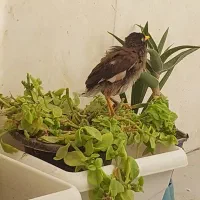 جوجه مینا بسیار باهوش (نرپاکستانی)|پرنده|شیراز, کوشک میدان|دیوار