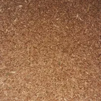 گندم دانه مرغی وکبوتر