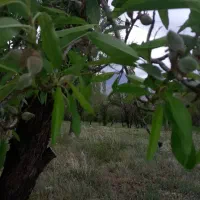 زمین باغی|فروش دفتر صنعتی، کشاورزی، تجاری|دلیجان, |دیوار