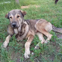 سگ گمشده|حیوانات|محمدبار, |دیوار