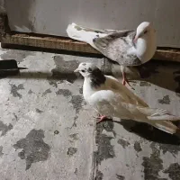 جوجه کبوتر