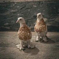 کبوتر طوقی سلطنتی