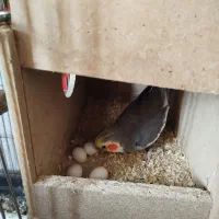 عروس هلندی سخنگو و مولد