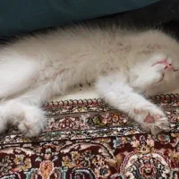 گربه پرشین بسیار باهوش