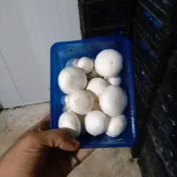 تولید و پخش قارچ درجه یک در محل زیر قیمت تابلو|خوردنی و آشامیدنی|هشتگرد, هشتگرد قدیم|دیوار