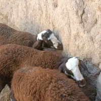 بره قوچی درجه یک فروش فوری|حیوانات مزرعه|مشهد, شهرک شیرین|دیوار