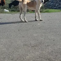 سک نگهبان عالی