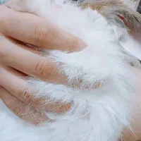 خرگوش پشمالو
