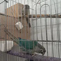 جفت گرینچیک تراکوییس یلوساید بالغ با تست جنسیت|پرنده|گلستان (تهران), |دیوار