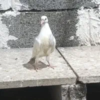 کبوتری فروشی
