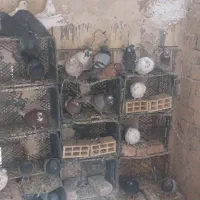 کفتر پرشی نیاز به تعریف نداره|پرنده|رباطکریم, شترخوار|دیوار